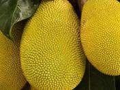 Jack Fruit la fruta mas grande del mundo