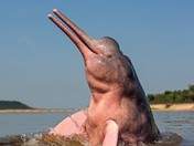 Delfín rosado del Amazonas
