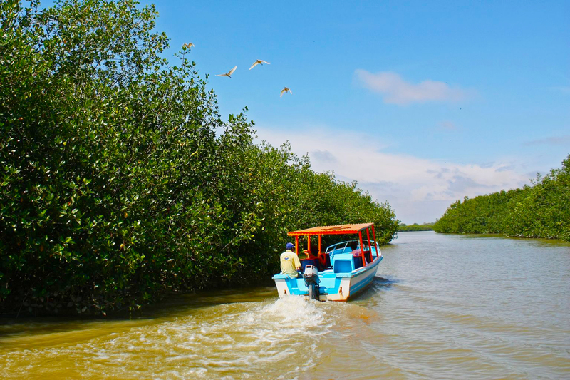 tour a los manglares de tumbes