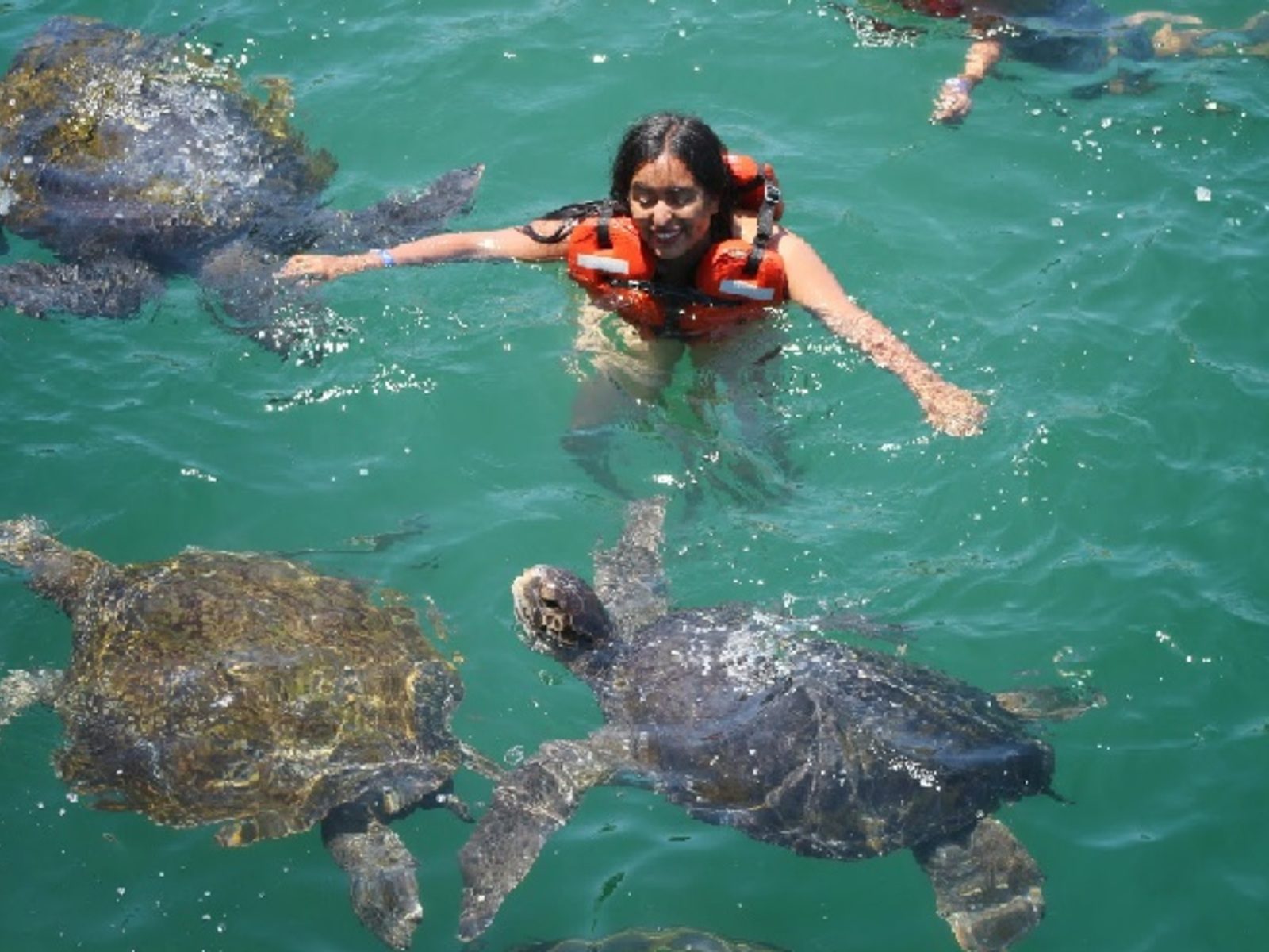 Tour Nadando Con Tortugas en Mancora - Turismoi.pe