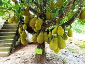 Jack Fruit - The largest fruit in the world.