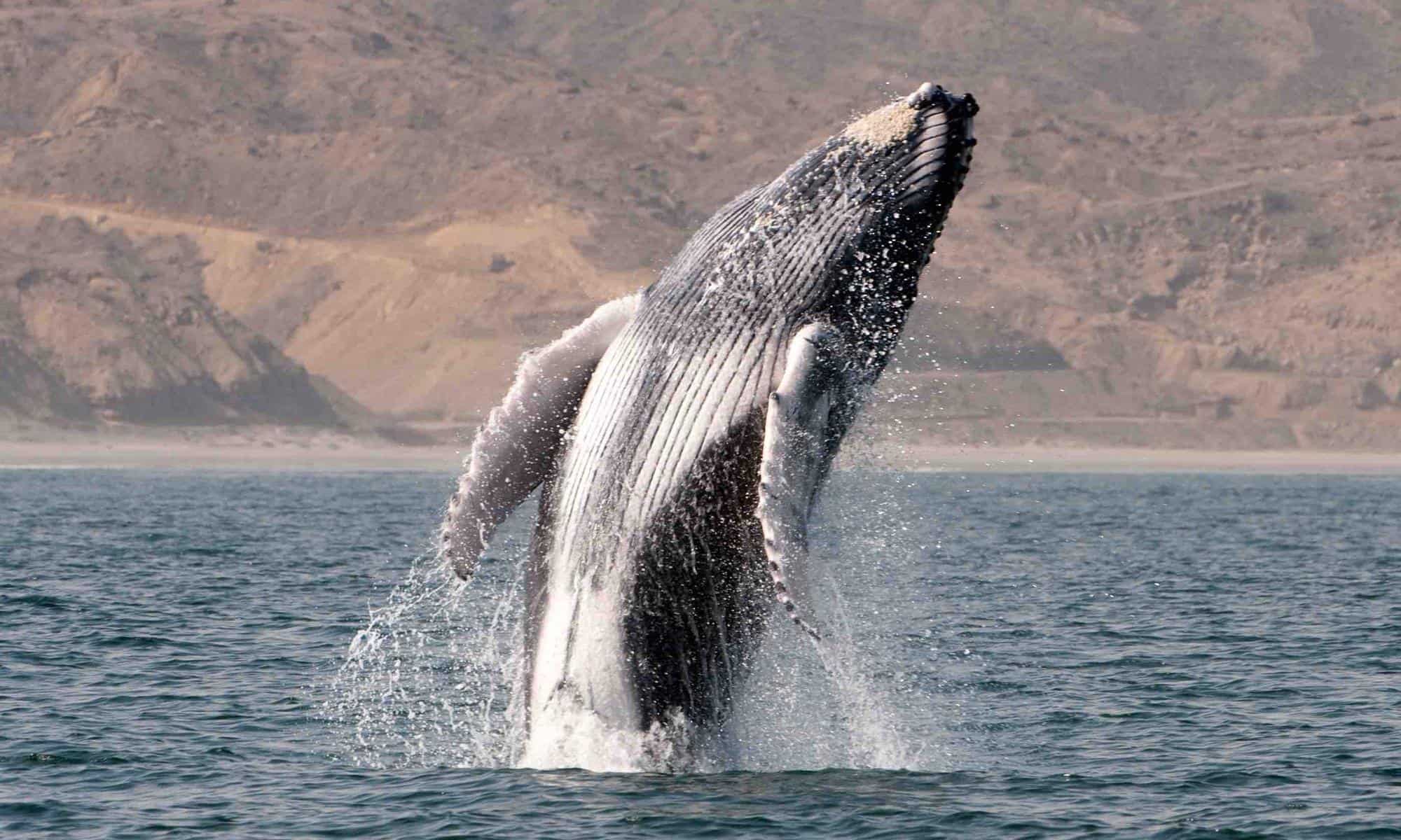 Tours de avistamiento de ballenas en Máncora: cuándo ir y cuál reservar